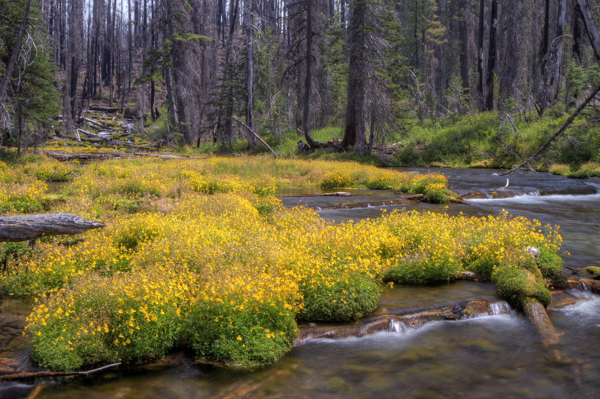 Bonsai Springs on the Rogue River Headwaters by Alan Hirschmugl