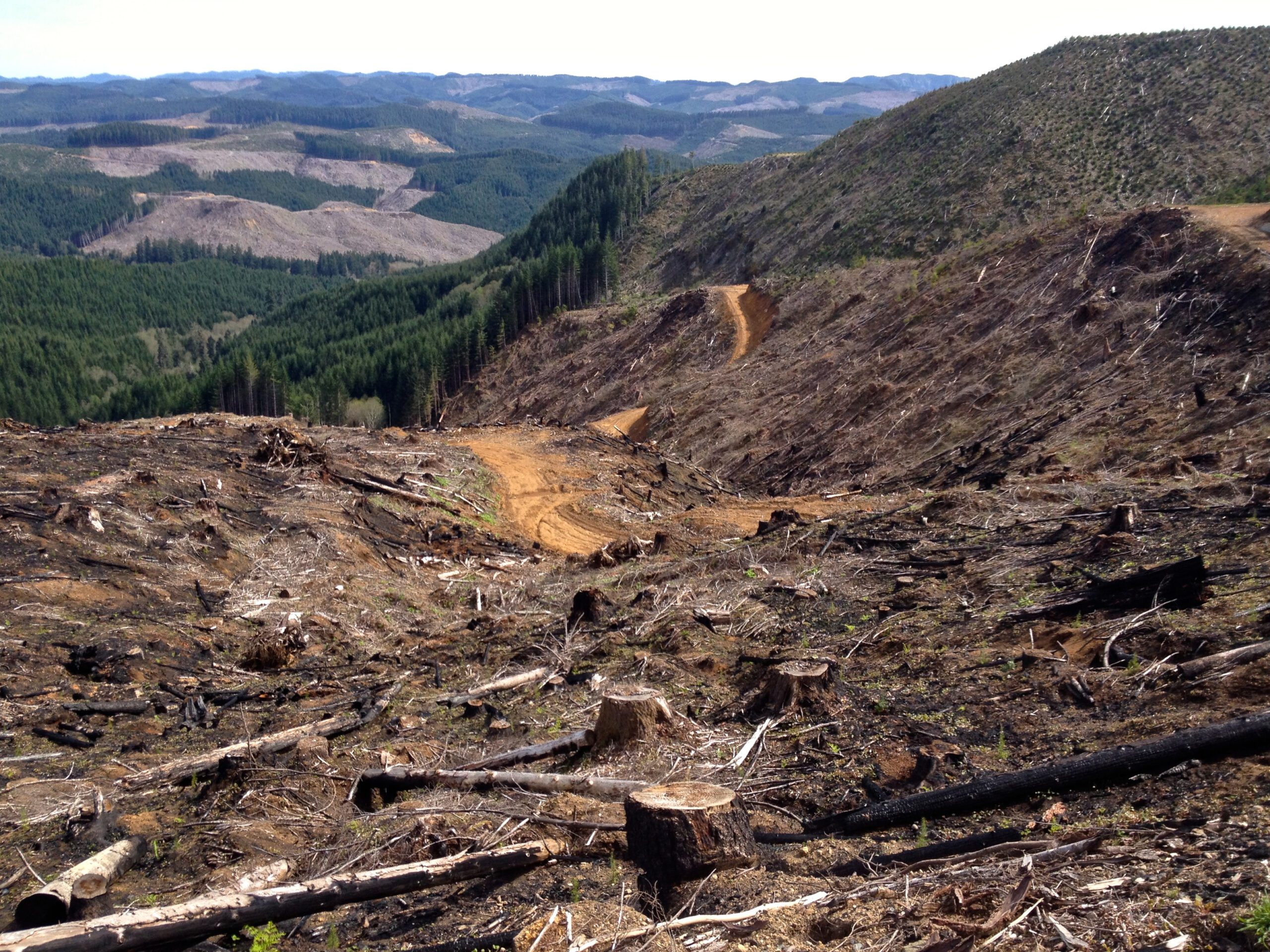 Clearcut in Oregon