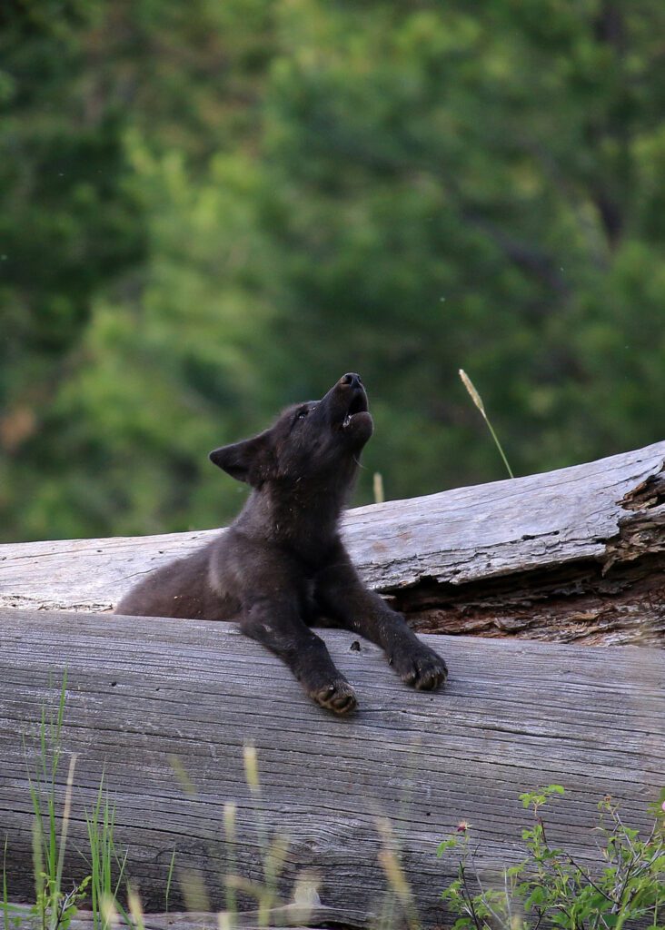 2014 pup of the Wenaha wolf pack, Wallowa County. ODFW.