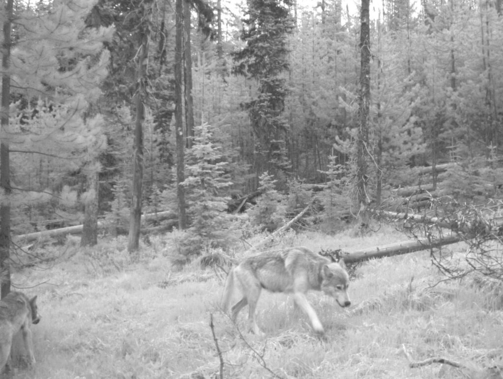 From left, a two-year-old male and the alpha female of the Imnaha pack. Image captured on trail camera in Wallowa Whitman National Forest, Wallowa County, on June 22, 2011. Photo courtesy of ODFW.