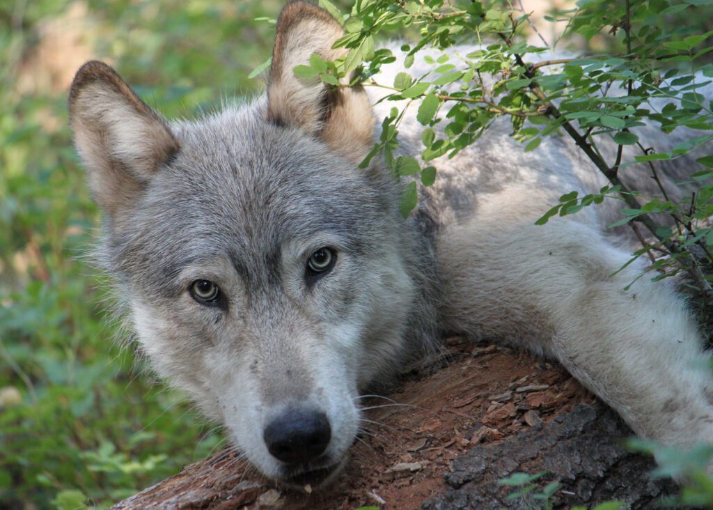 A win for Oregon’s wildlife! And 10 Oregon wolves to be relocated to Colorado