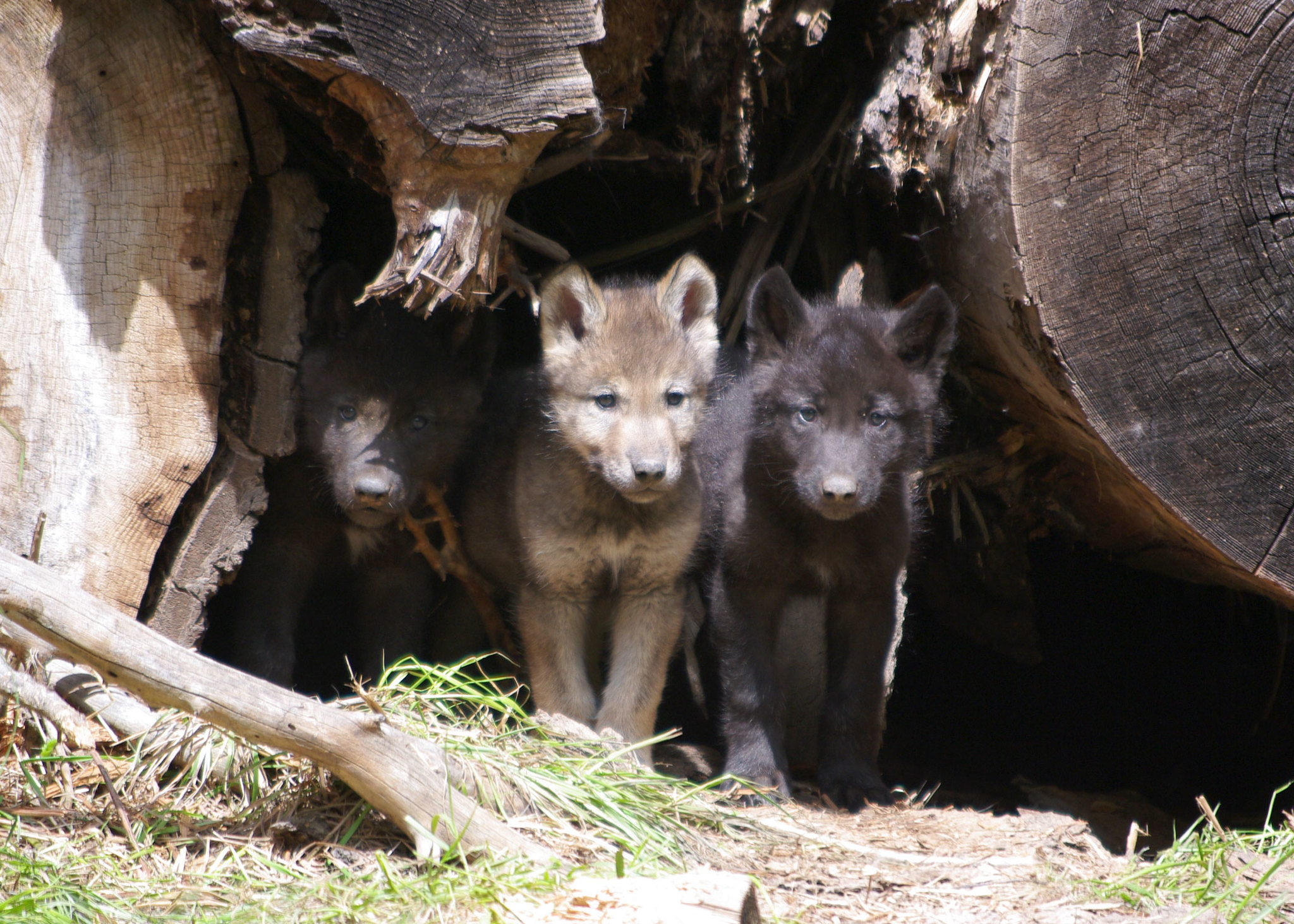 Wolf pups. Wenaha Pack, May 30, 2012. ODFW