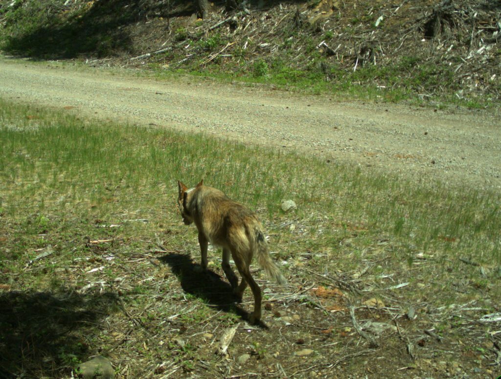 OR7 at age 7. Remote camera image taken June 8, 2016 in the Rogue River-Siskiyou National Forest. Photo courtesy of U.S. Fish and Wildlife Service.