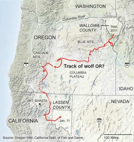 OR-7's travels through Oregon in search of a mate
