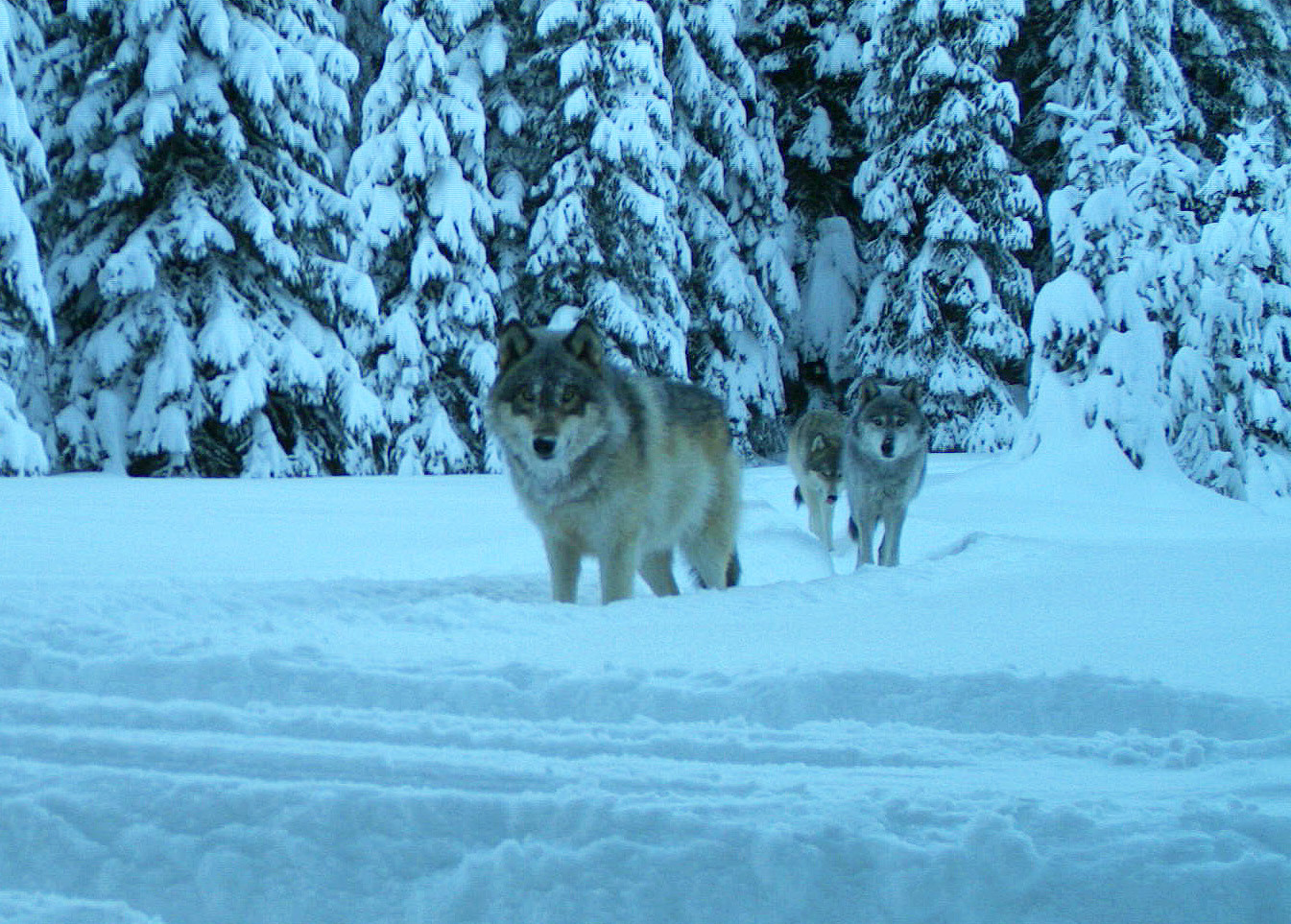 Wolves in snowy backcountry Oregon. By ODFW.