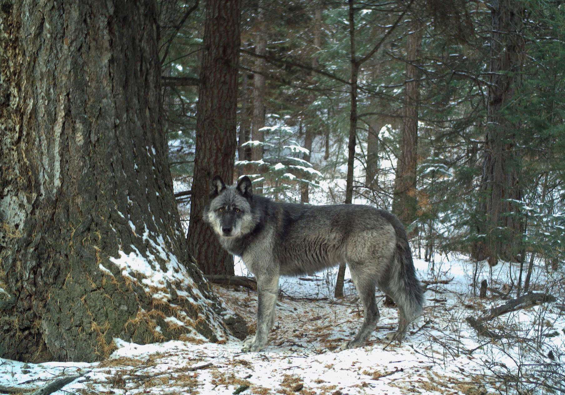 New breeding female of the Wenaha Pack for 2019, captured on remote camera on U.S. Forest Service land in northern Wallowa County in December, 2018. Photo by ODFW.