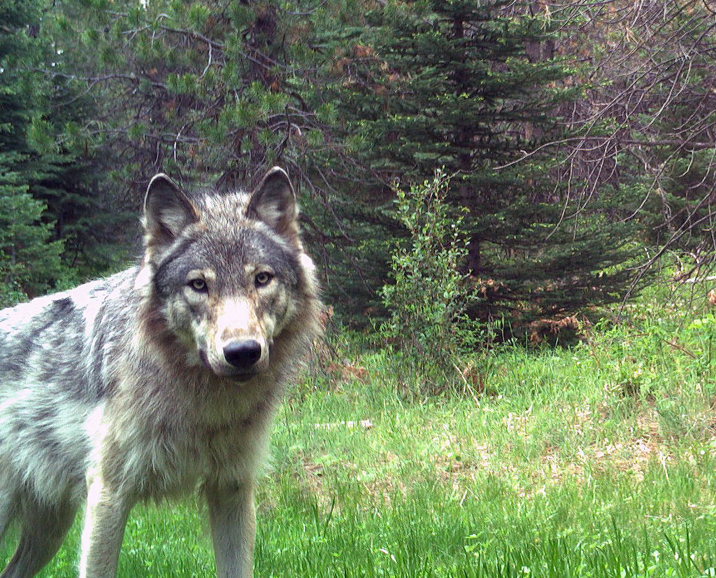 Oregon wolf looking at the camera. By ODFW.