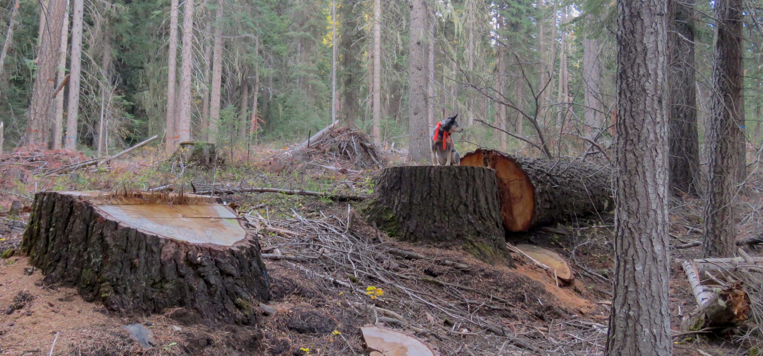 Logging in the Lostine, Oregon