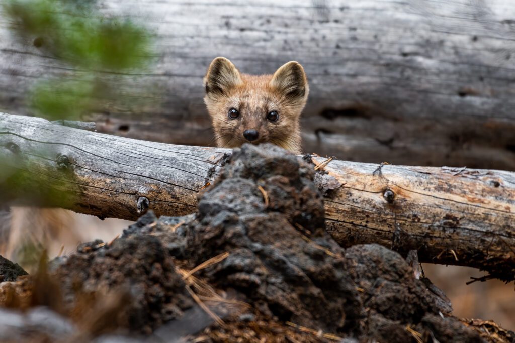 Governor Kotek Signs Historic Wildlife Conservation Funding Bill