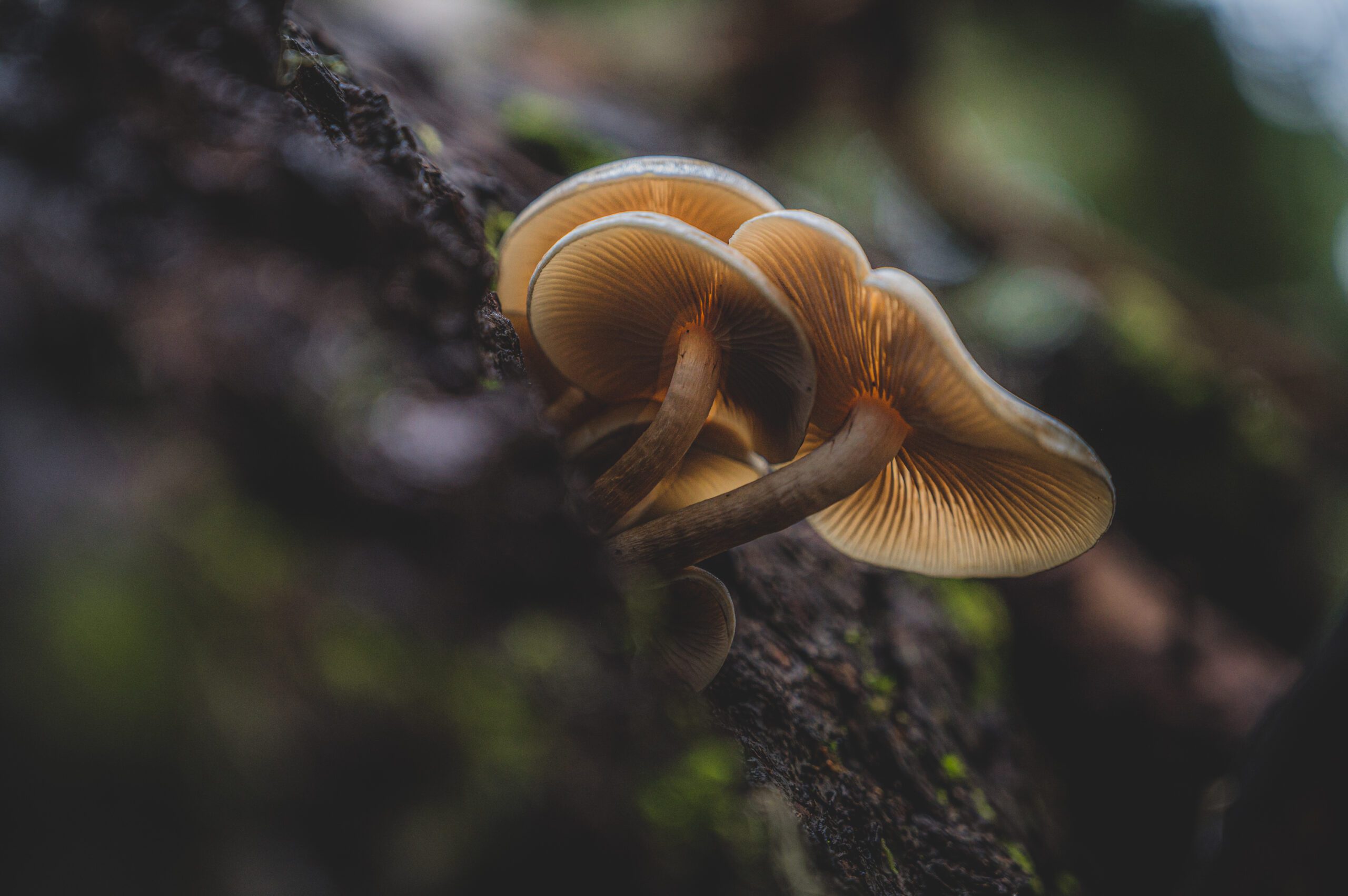 Close up of a mushroom in Oregon by Matt Oliphant