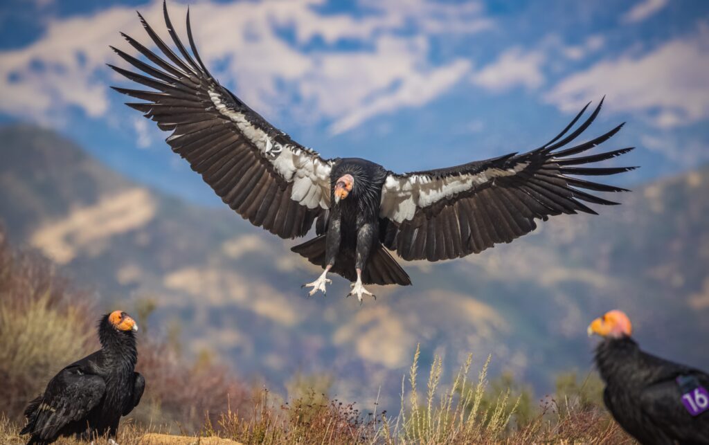 Welcoming Back California Condors