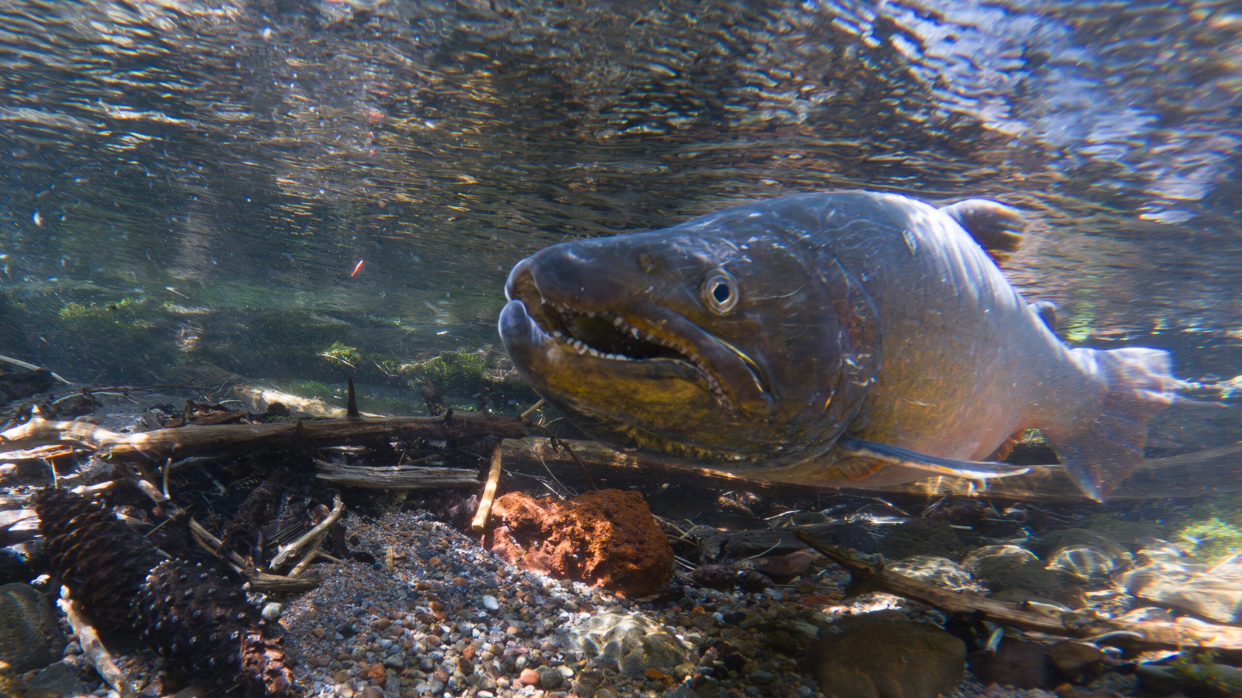 Wild salmon in Cascade Mountains stream by Adam Bronstein