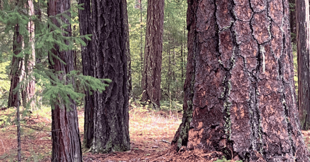 Hiking in Old-Growth Forests – Seeing the Forest and the Trees