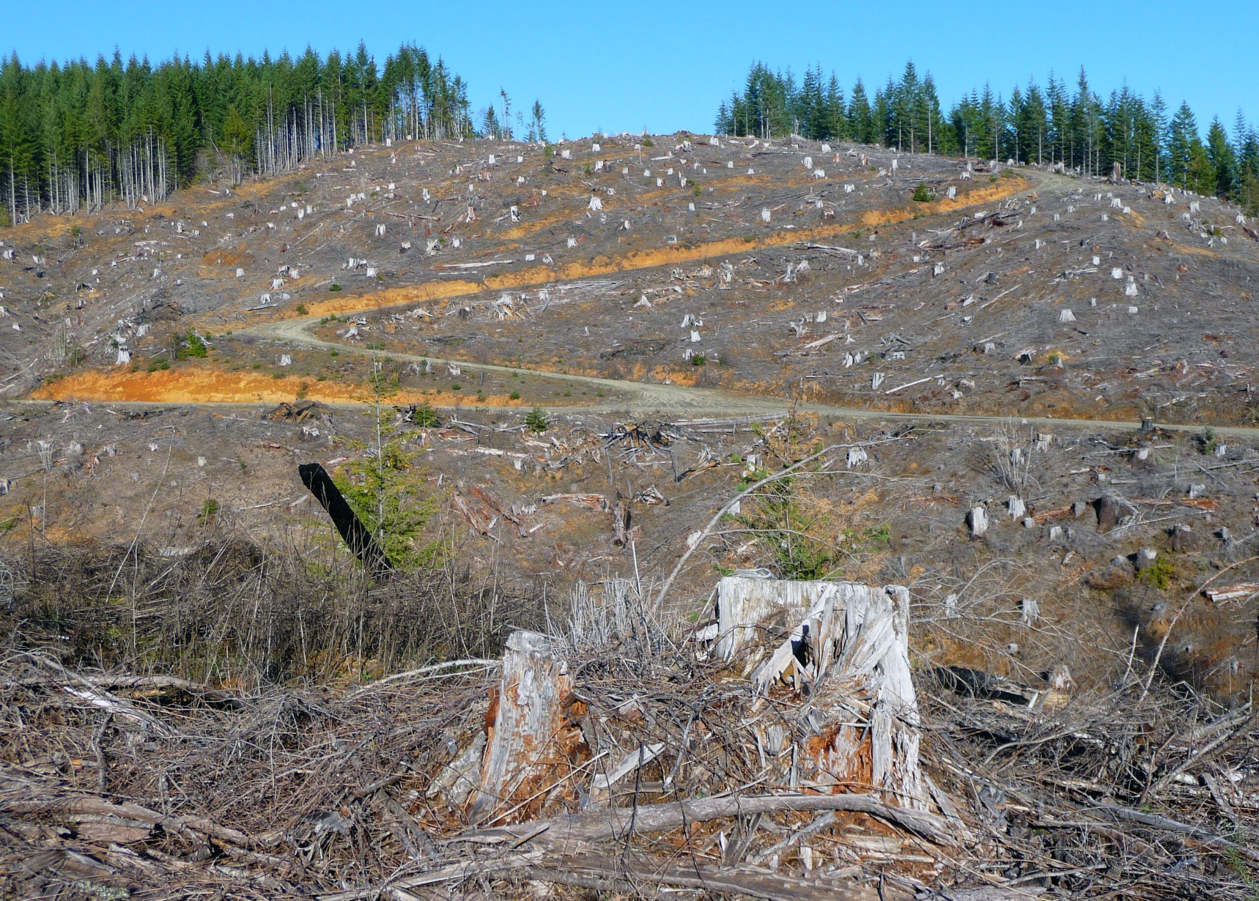 Plum Creek Clearcut by Francis Eatherington