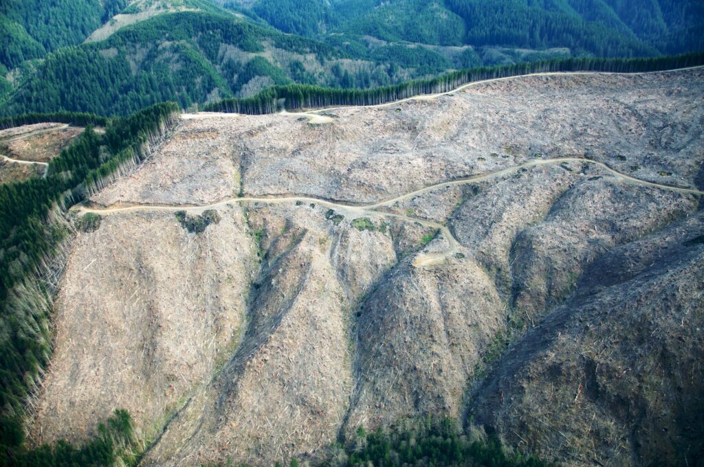 I thought it was the biggest clearcut in Oregon. I was wrong.