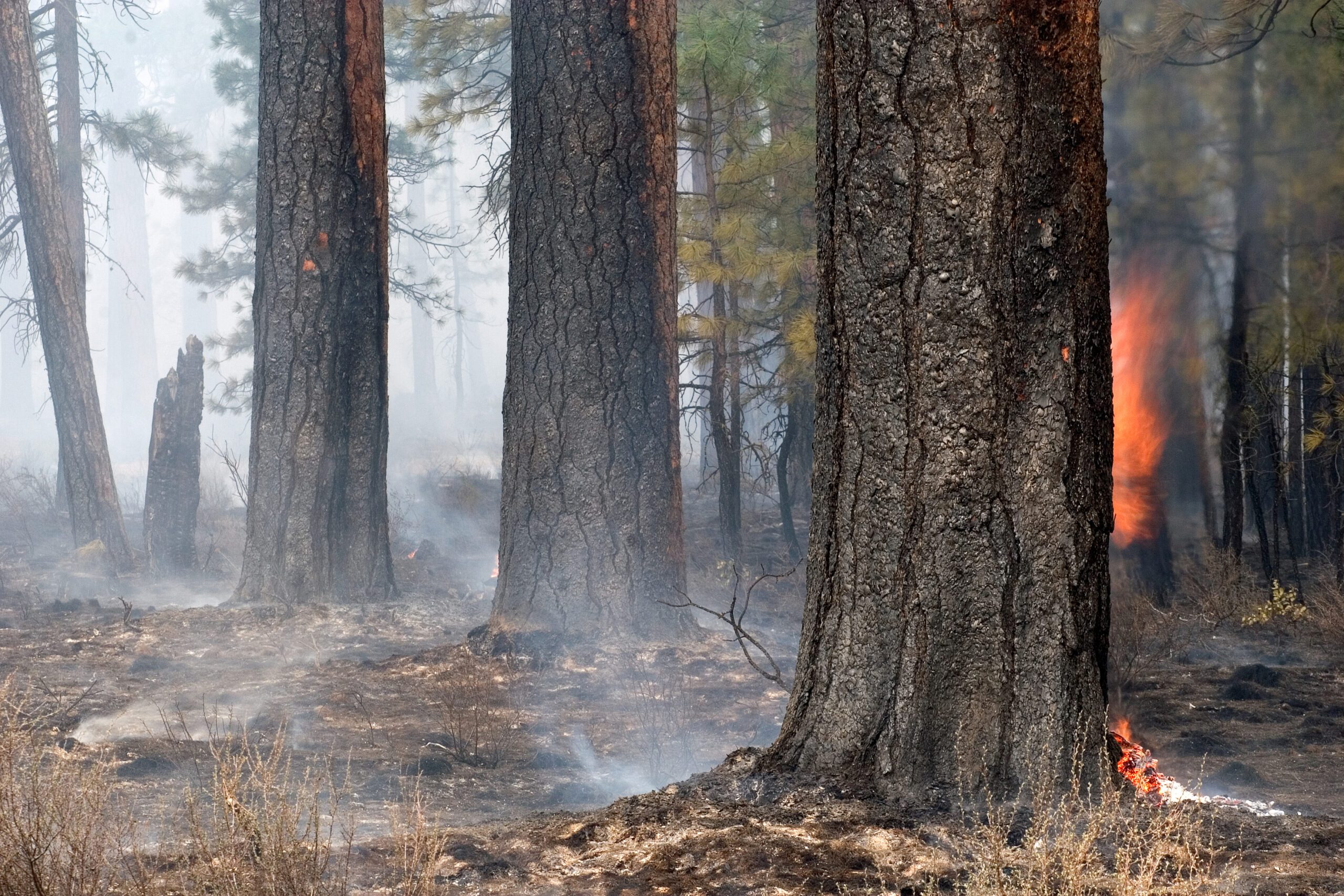 Controlled burn in the Deschutes National Forest by Brett Cole