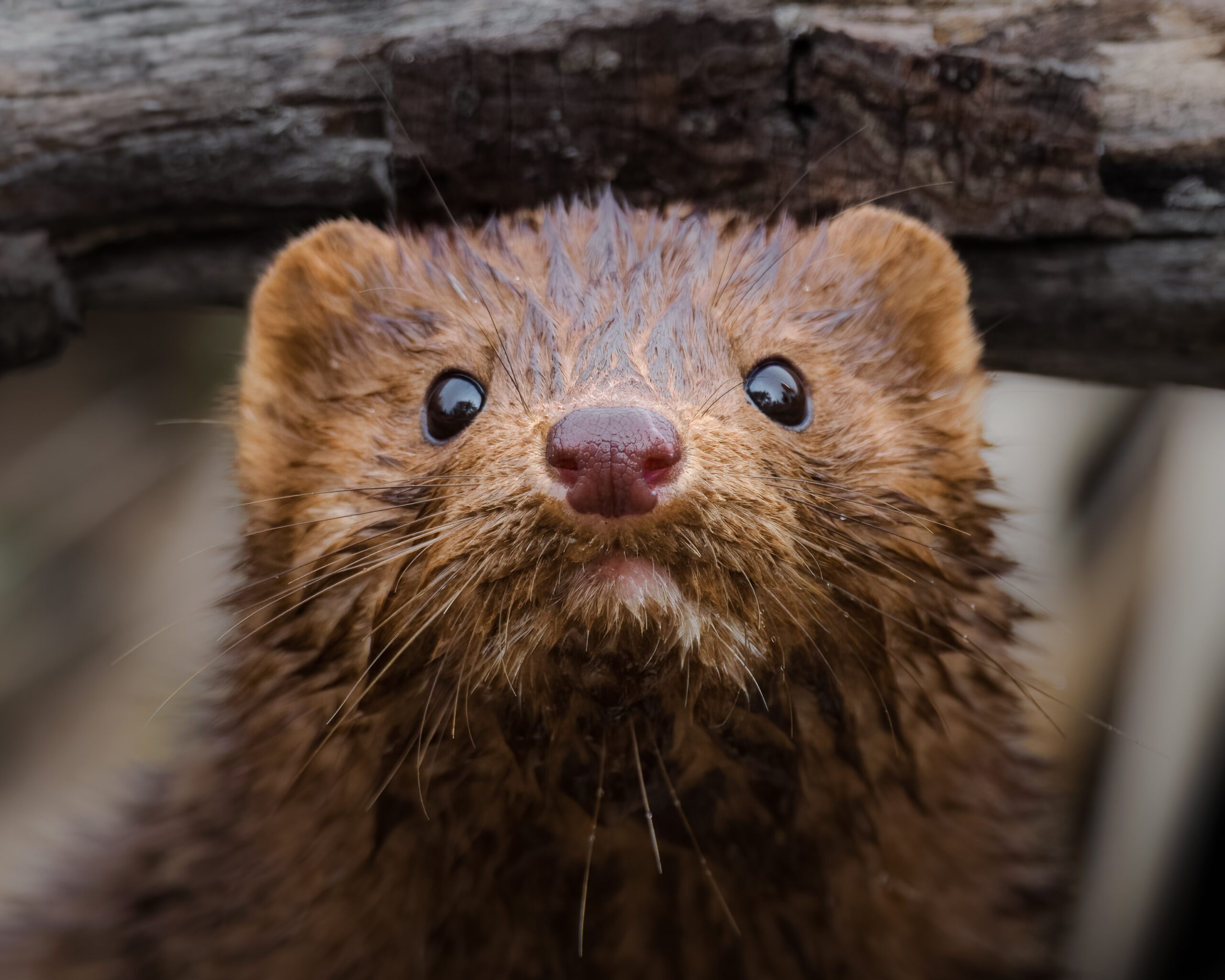 Deschutes River Mink by David Willingham