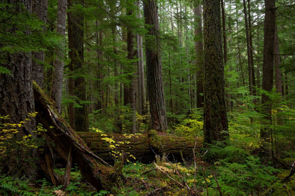 Restoring forests a 226 gigaton climate solution