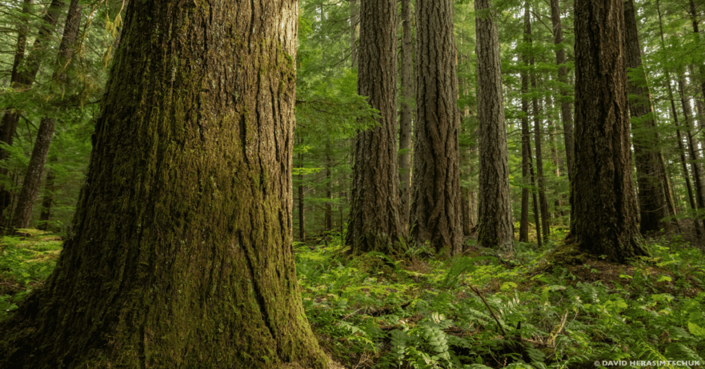 Amending the Northwest Forest Plan