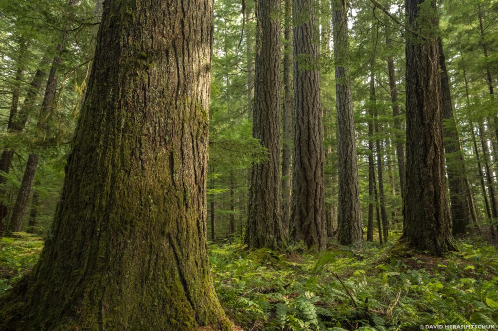 349,000 comments to Bureau of Land Management asking for forest protections