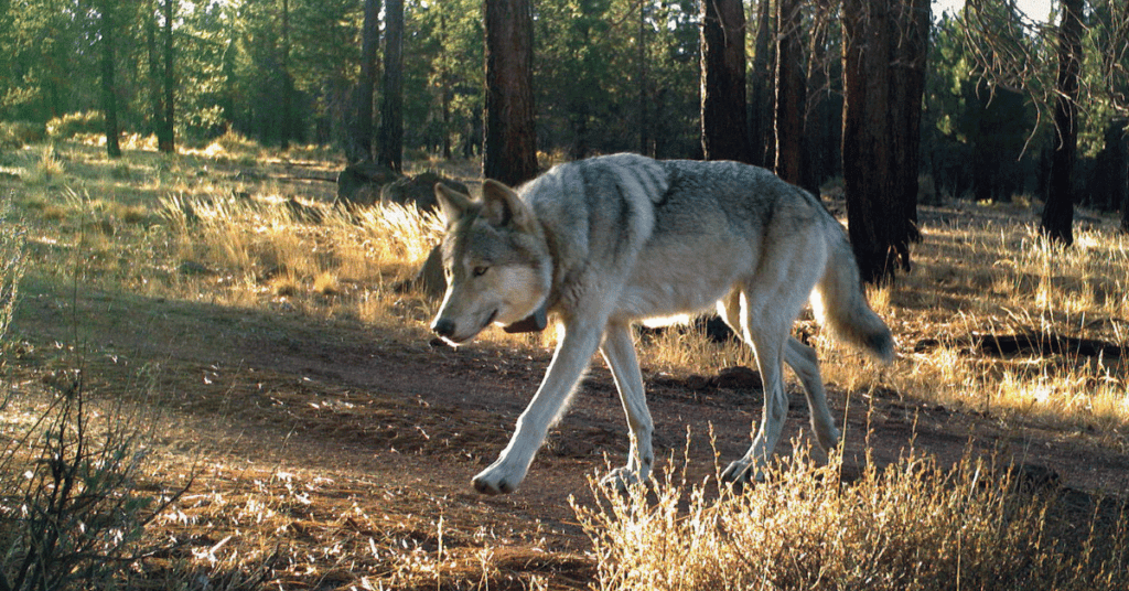 $26,500 Offered for Information About Two Illegal Oregon Wolf Killings
