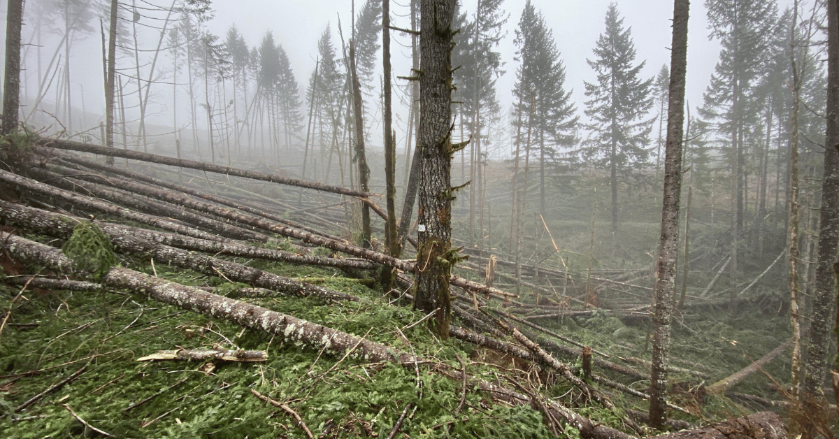 Lookout Below Logging Sale in Oregon