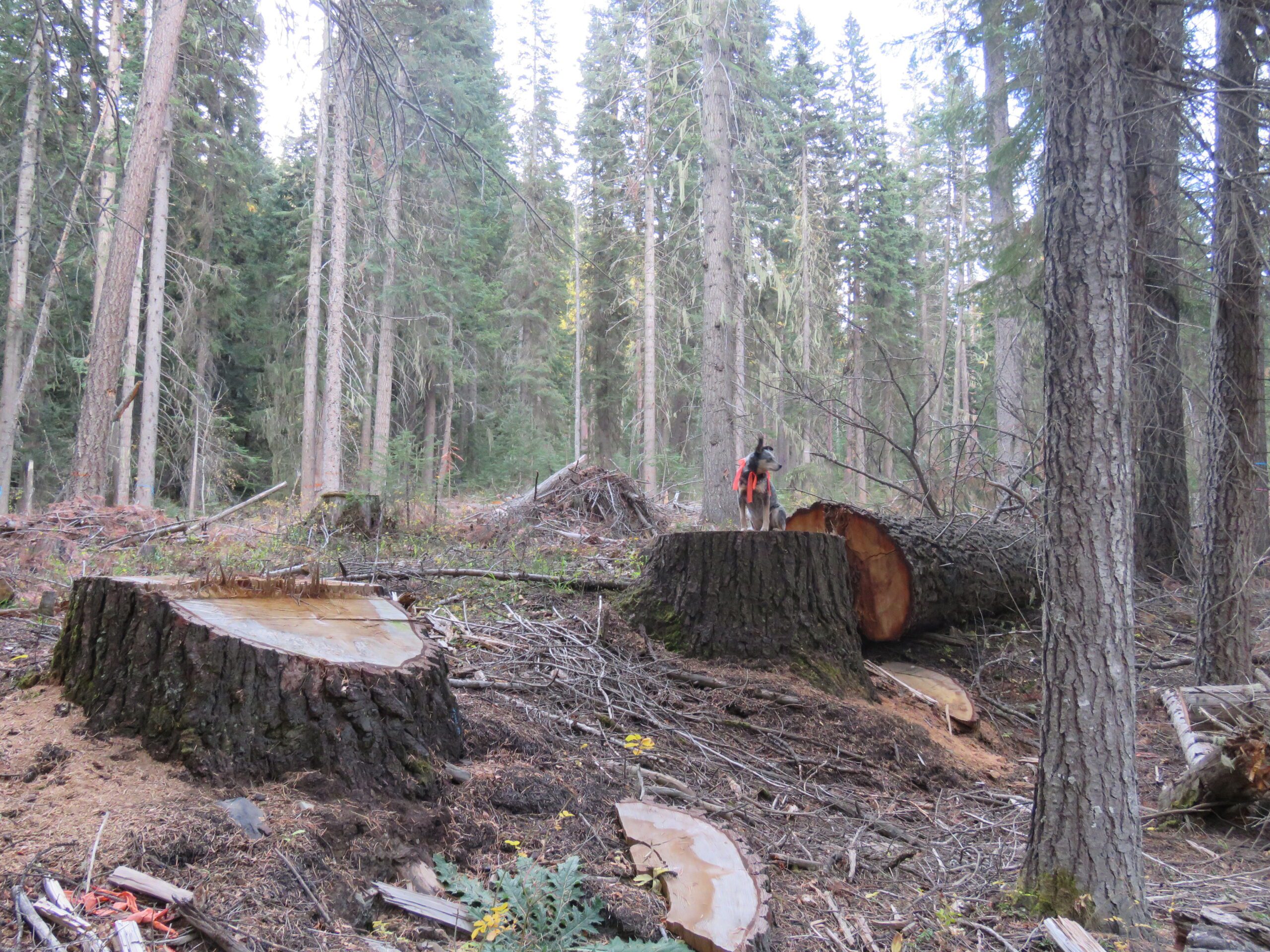 Logging in the Lostine Wild & Scenic River Corridor