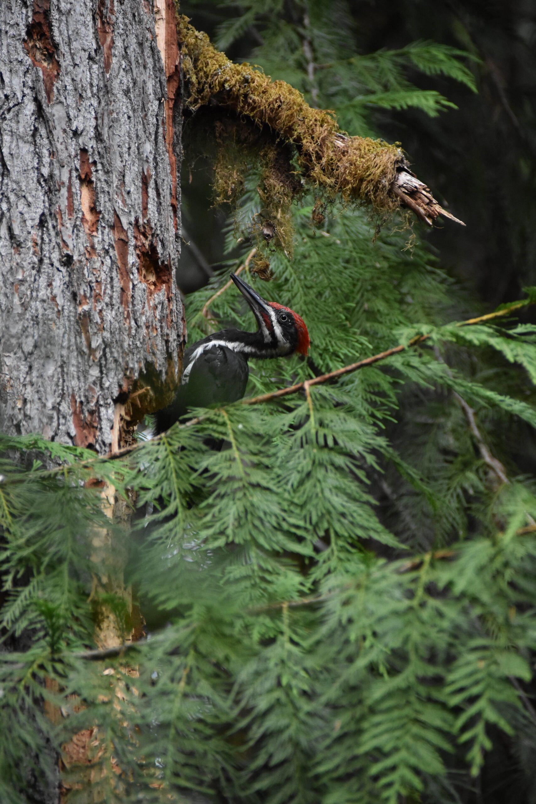 Woodpecker by Randy Gicker