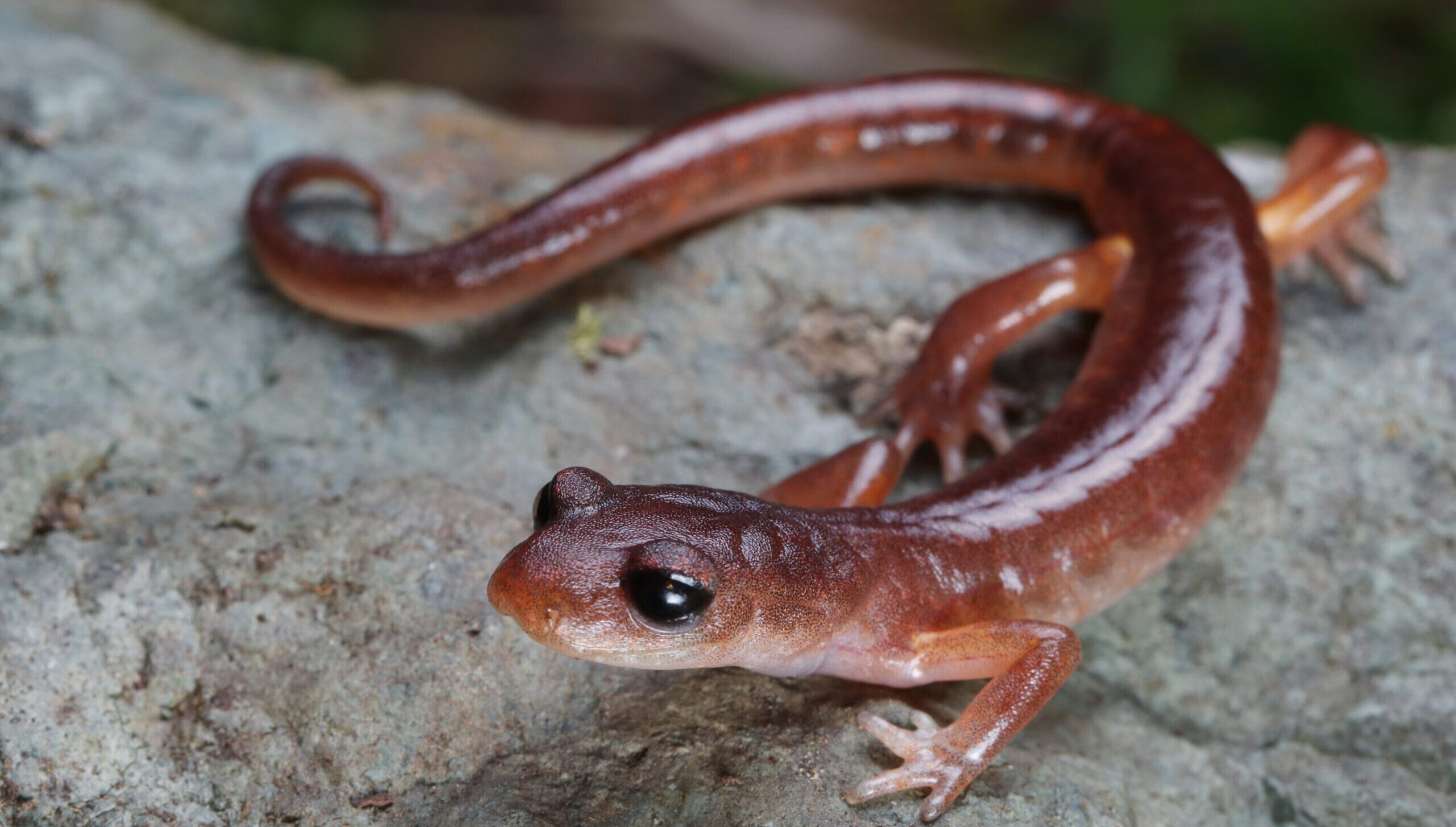 Nehalem River Salamander by Bryce Wade