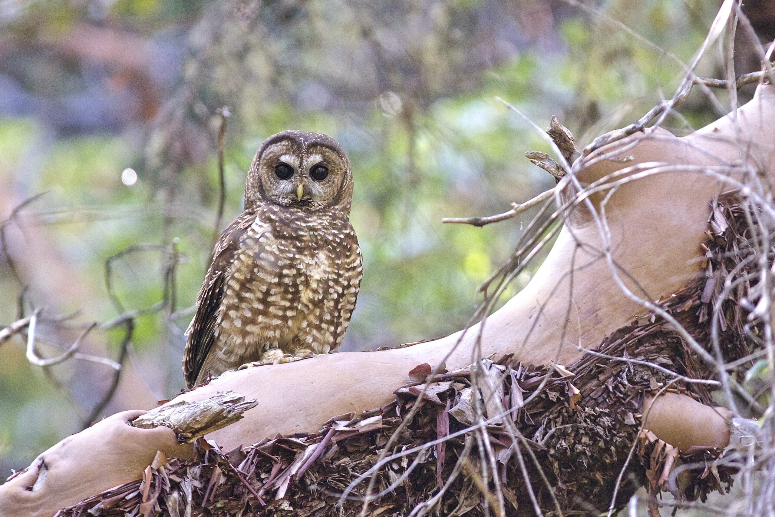 Northern Spotted Owl in Siskiyou Mountains by Rhett Wilkins