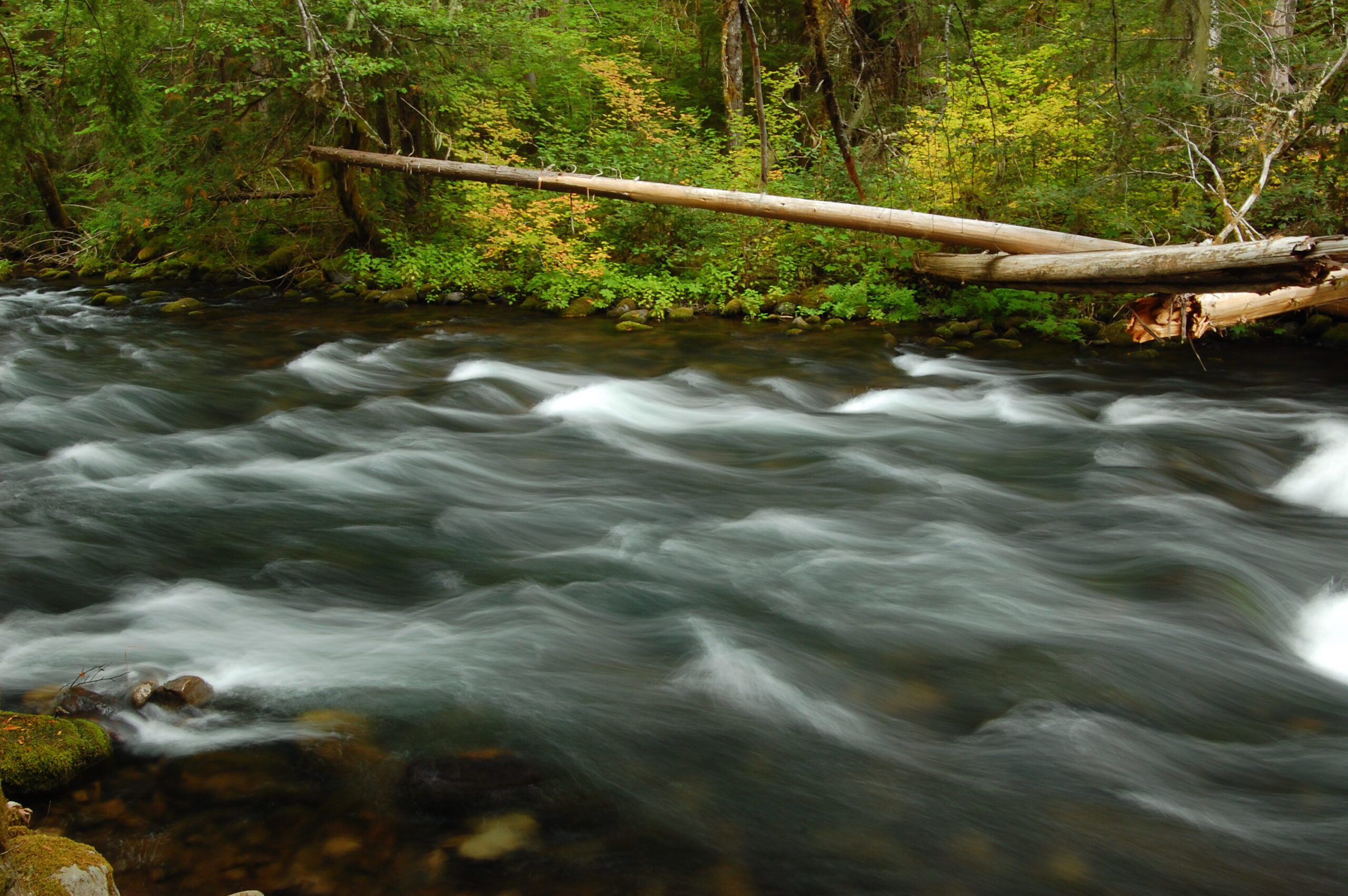 A rushing river with trees in the background