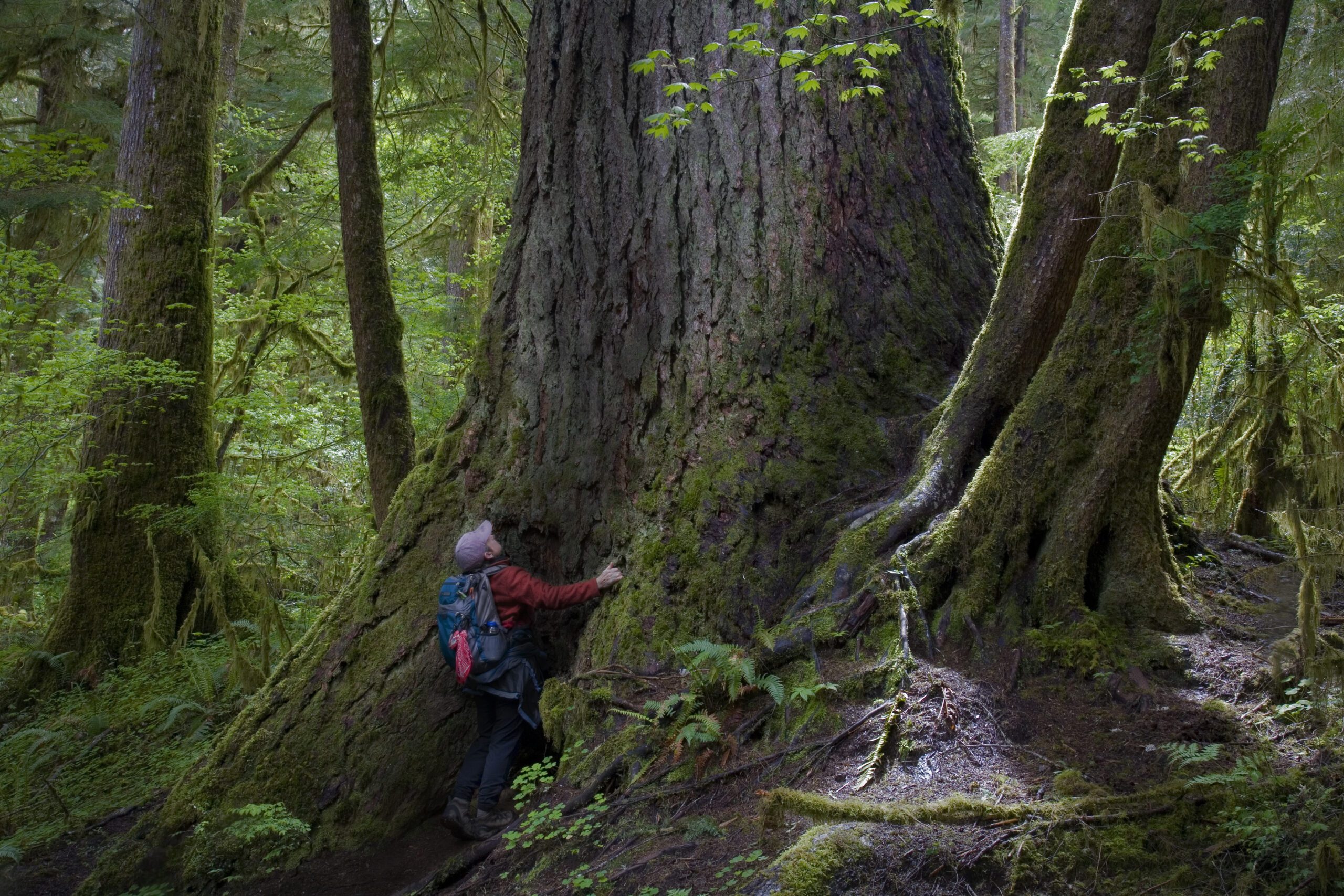 Old-growth in the Oregon Coast Range by Brizz Meddings