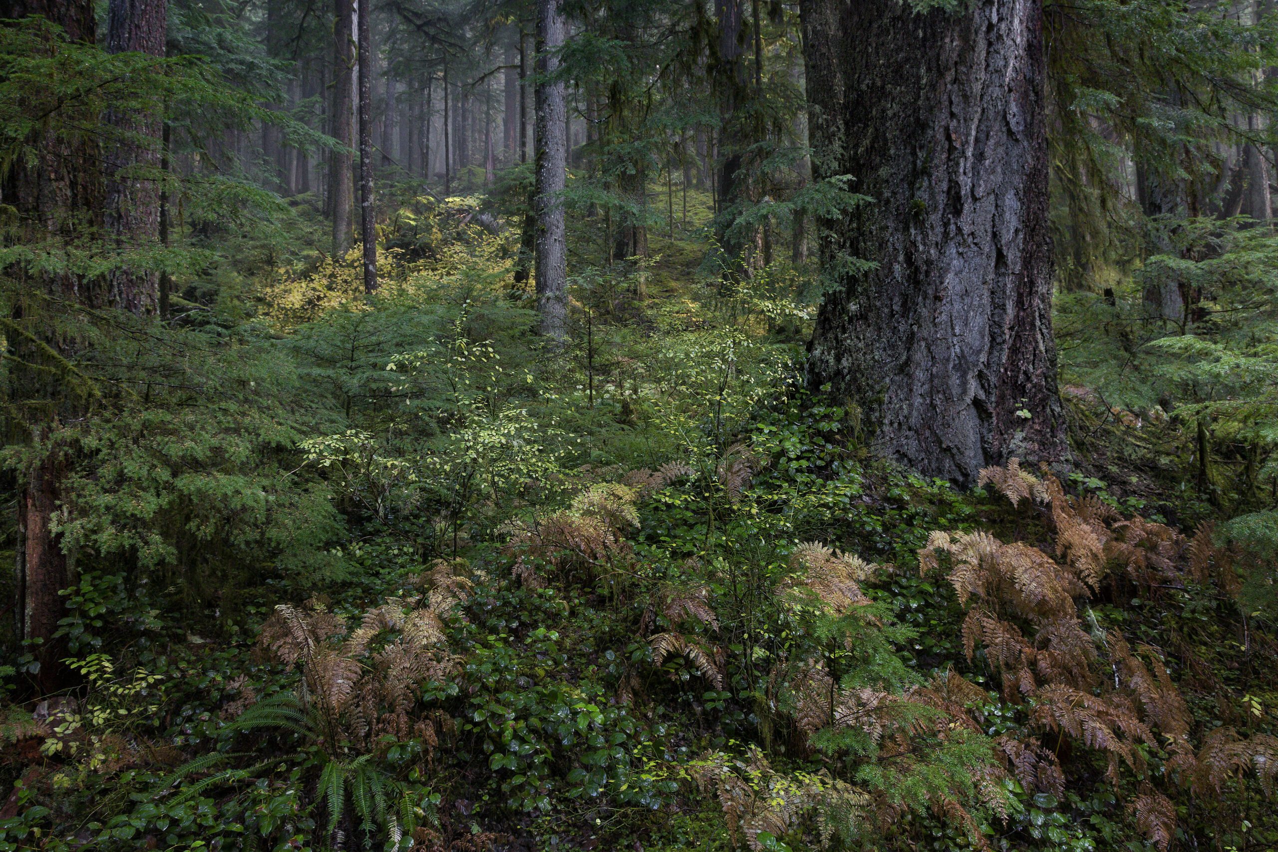 Opal Creek by Don Jacobson