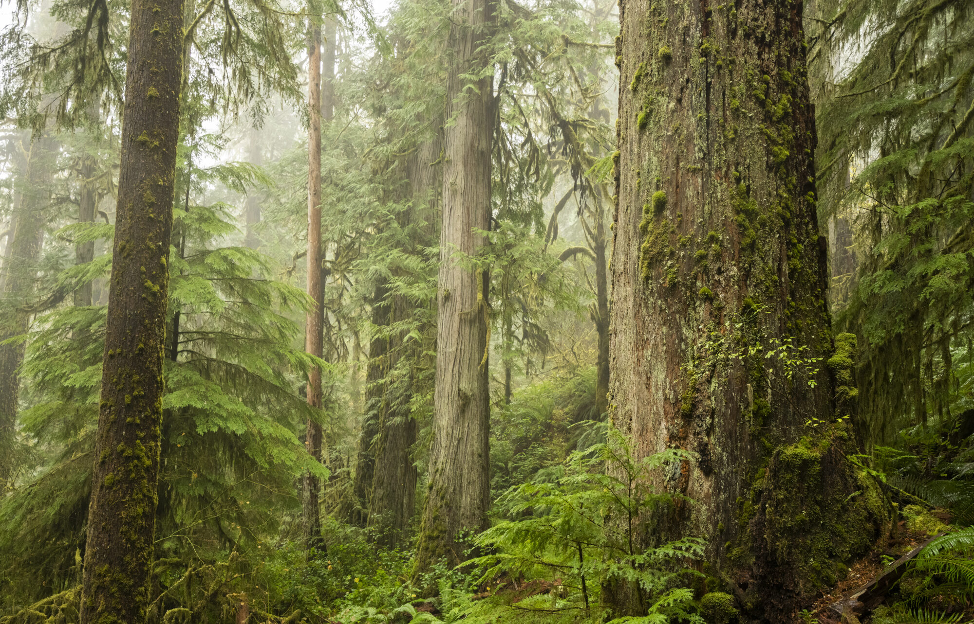 Oregon Coast Range by David Herasimtschuk