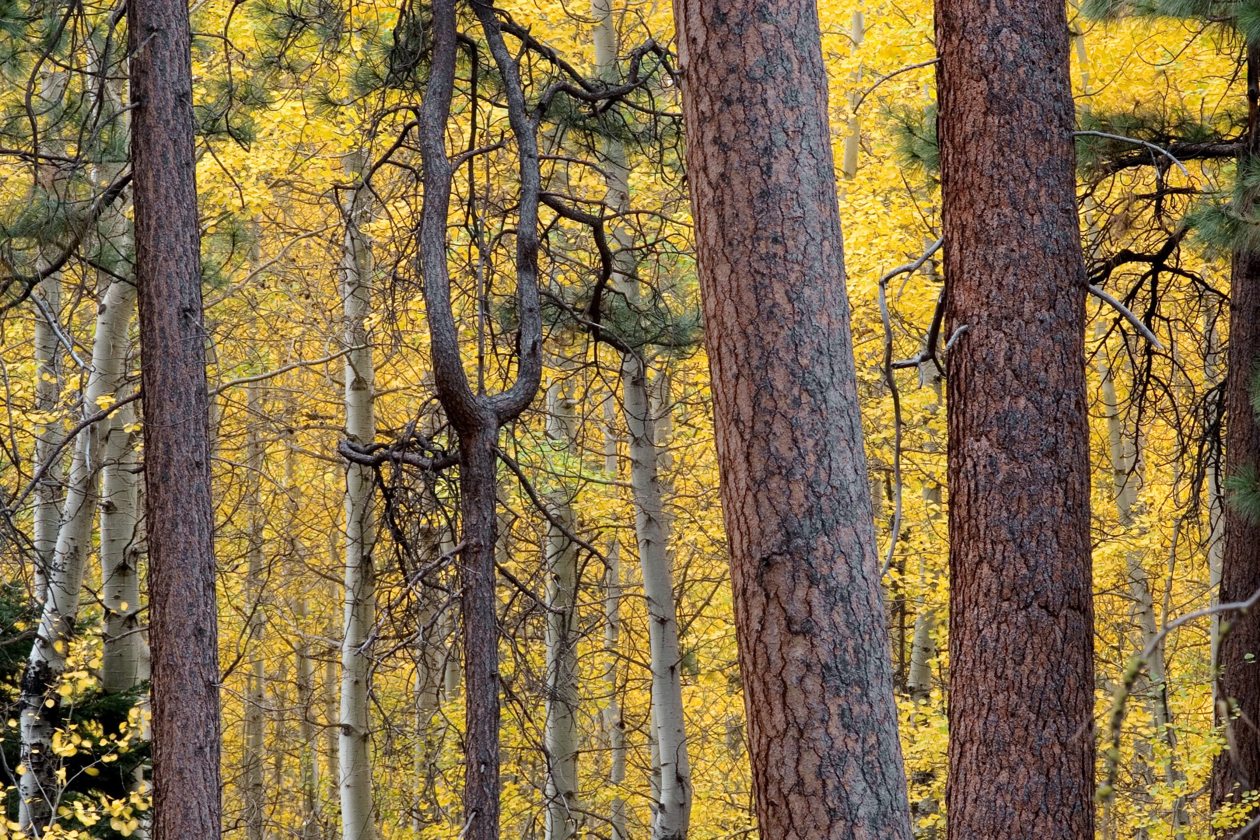 Ponderosa pines and aspens by Brett Cole