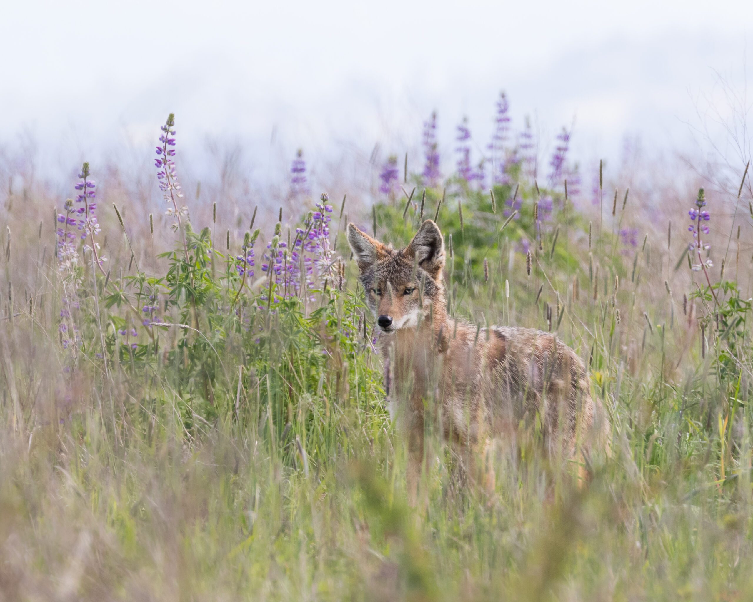 Coyote in Powell Butte by Hayley Crews