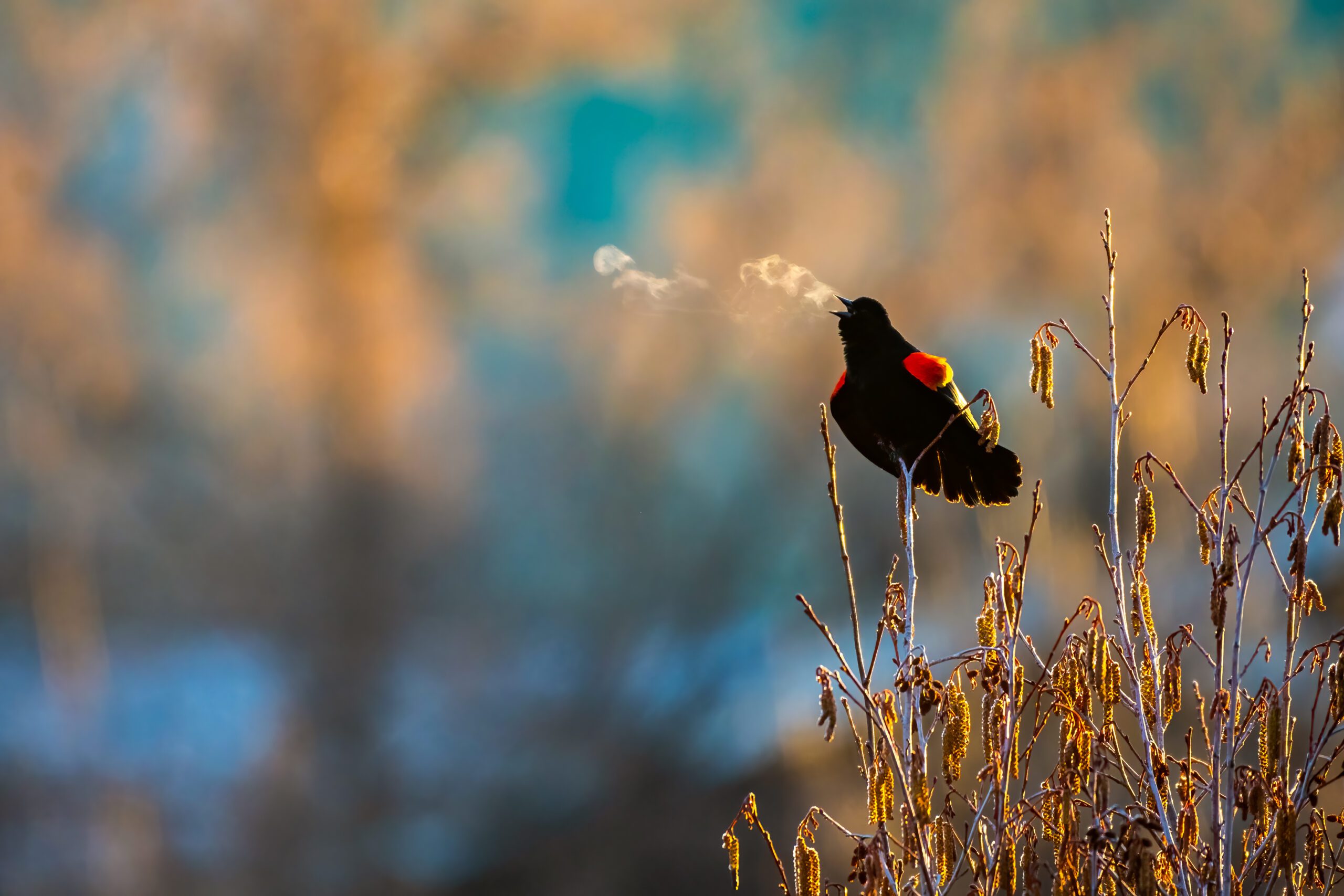 Red Winged Blackbird in Sawyer Park by Cody Clark