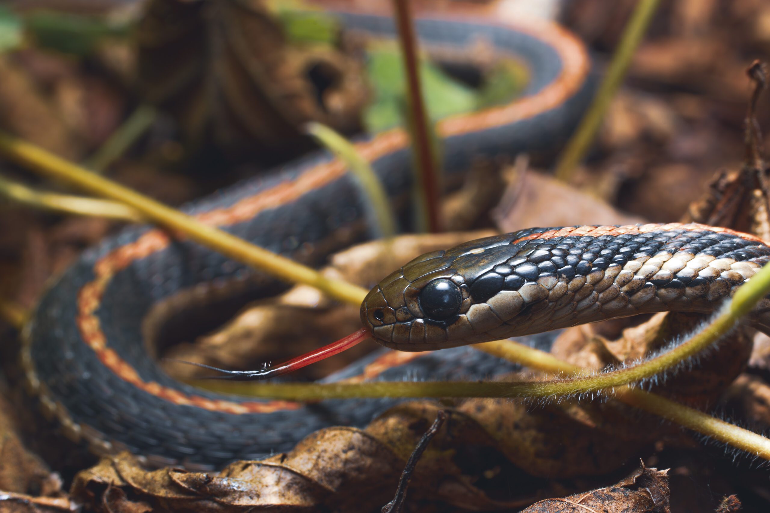 Snake by Trevor Reynolds