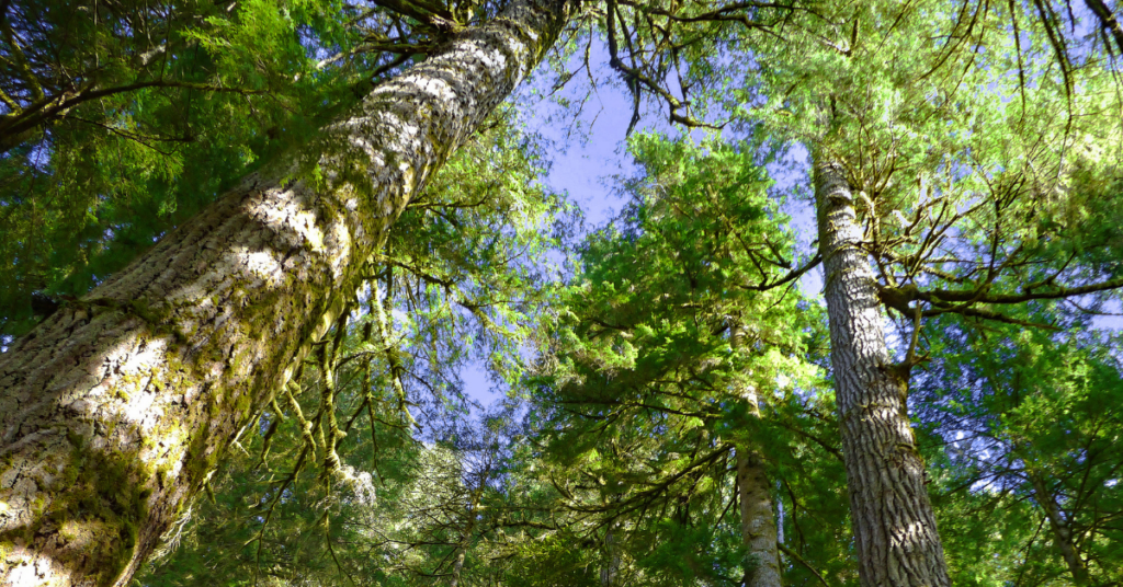 Biden administration moves to protect old-growth forests