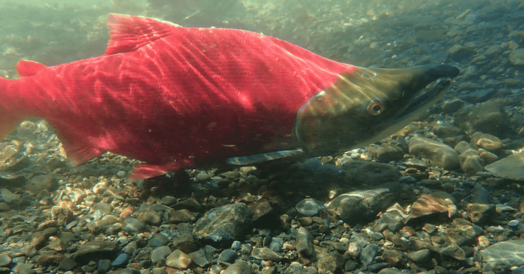 Tribes and Fish Advocates Challenge Oregon Salmon Trucking Rule