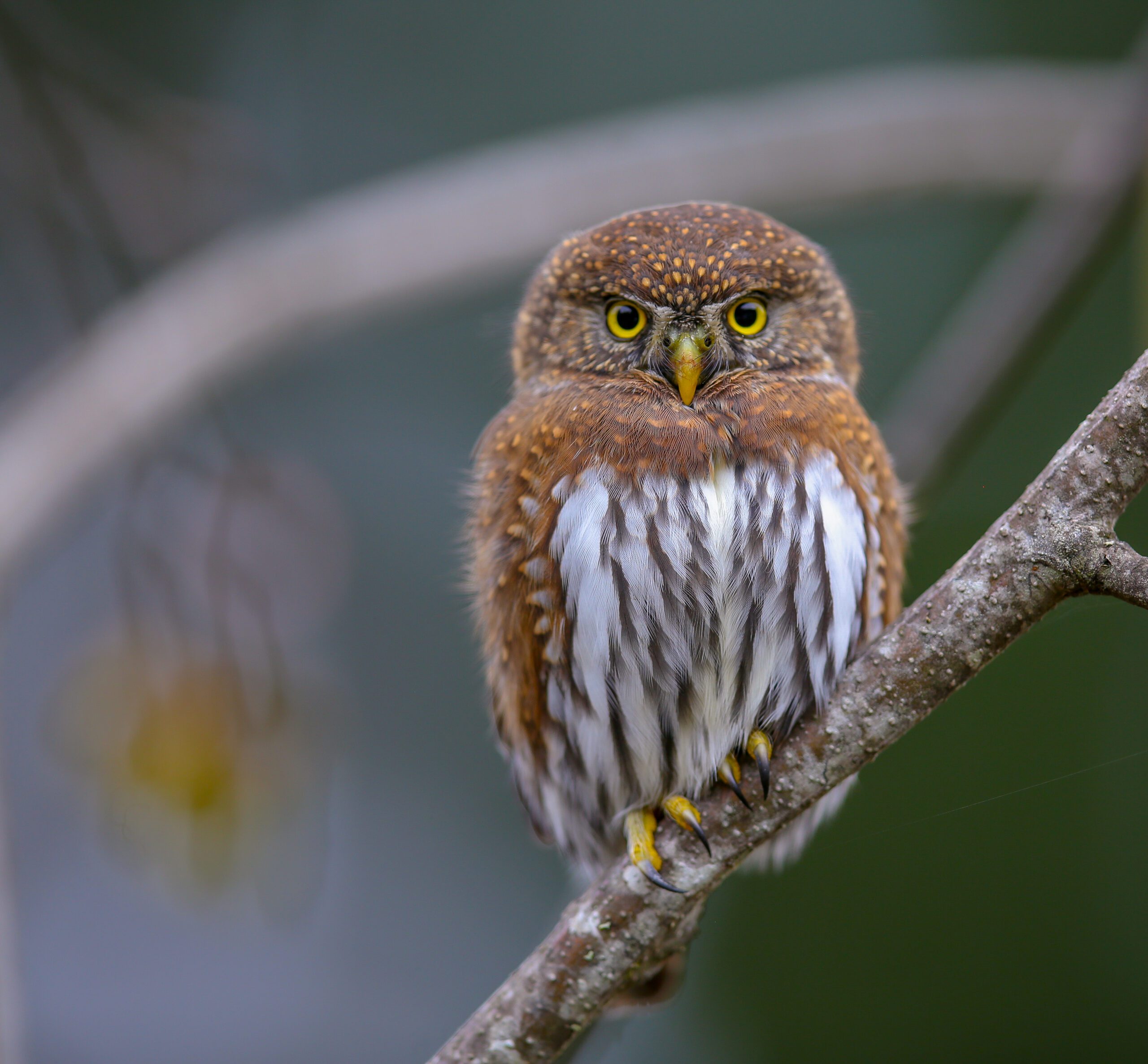 Pygmy Owl in Storey Burn by Khanh Tran