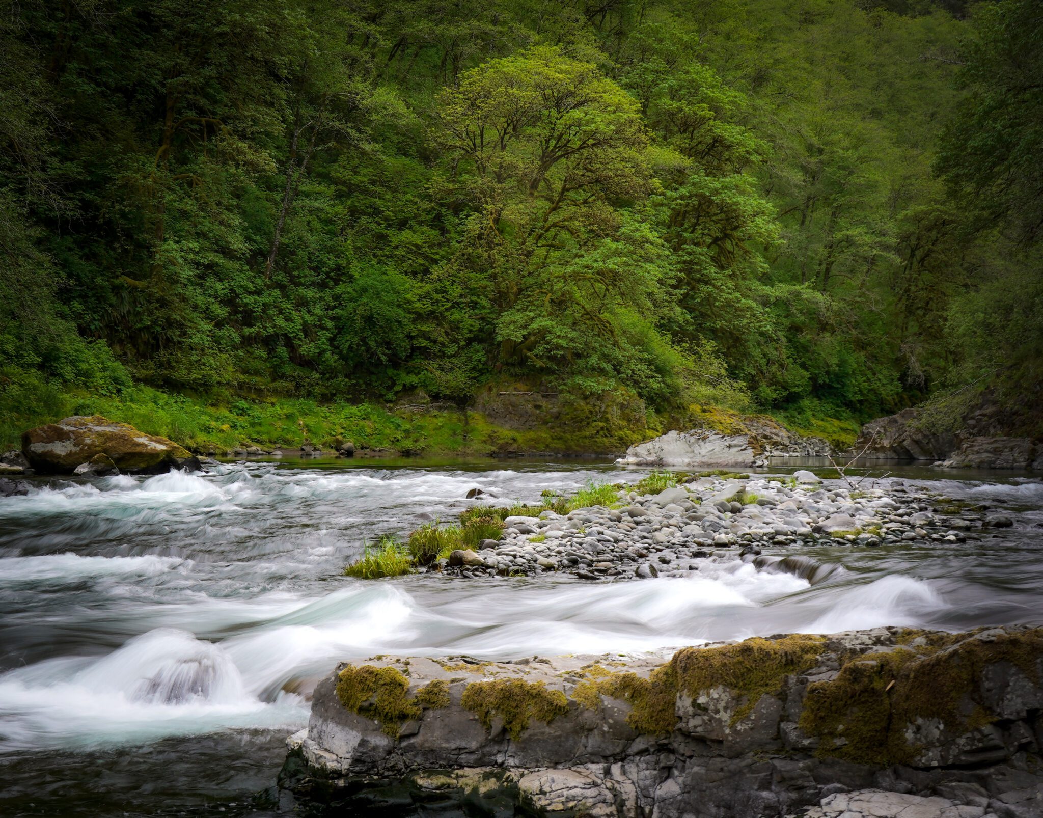 Oregon's State Forests - Oregon Wild