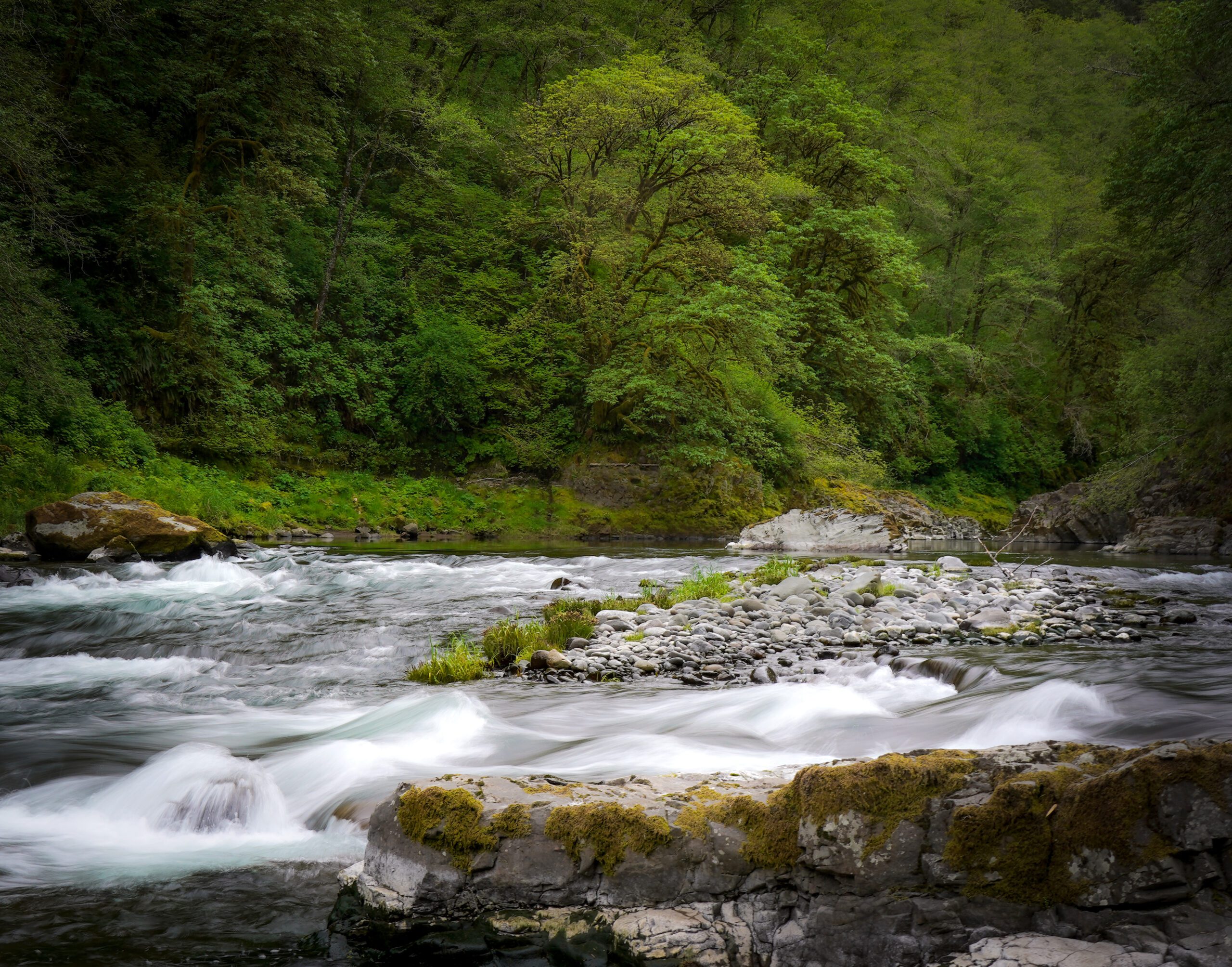 Tillamook State Forest by Sristi Kamal