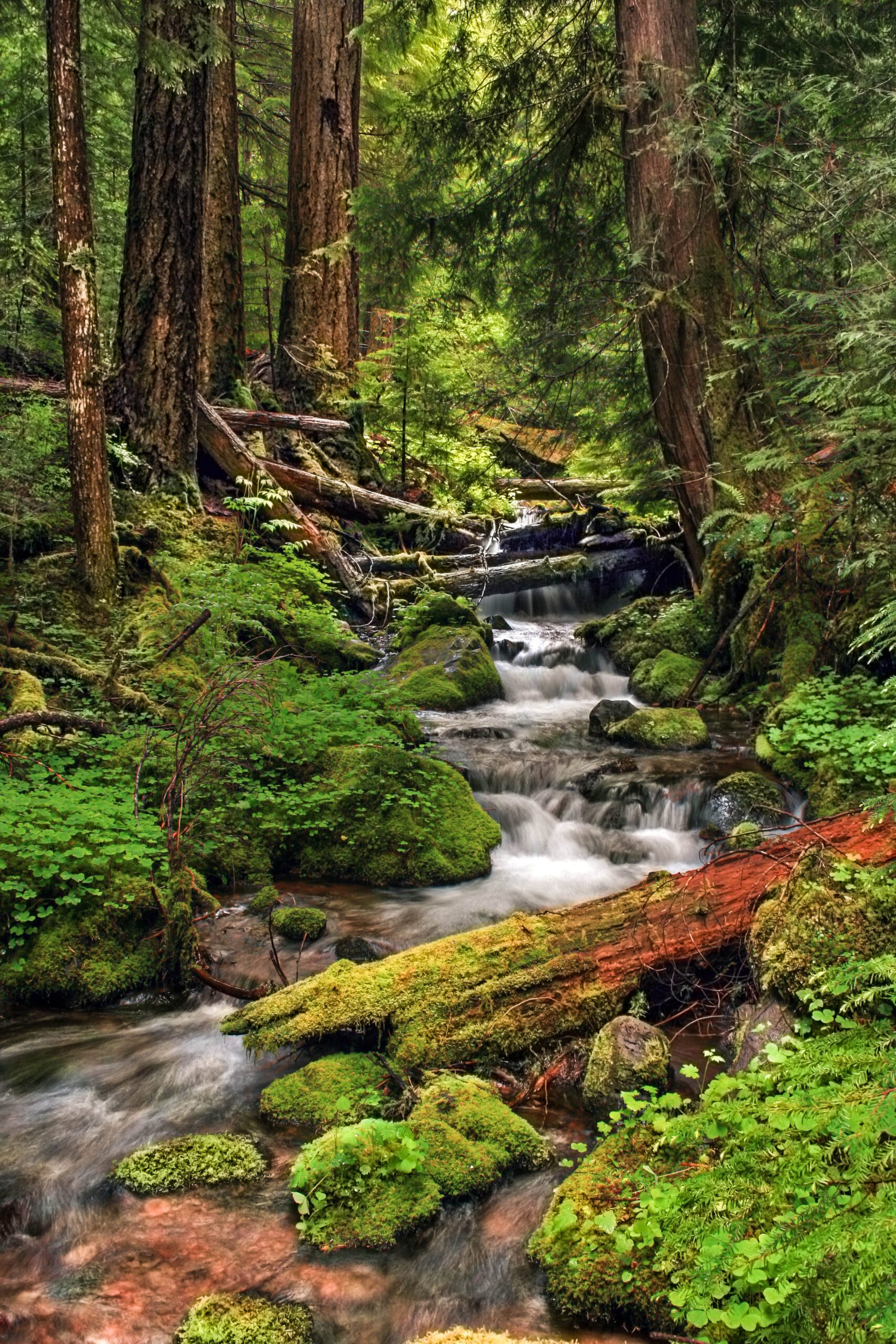 Willamette National Forests by Pamela Winders