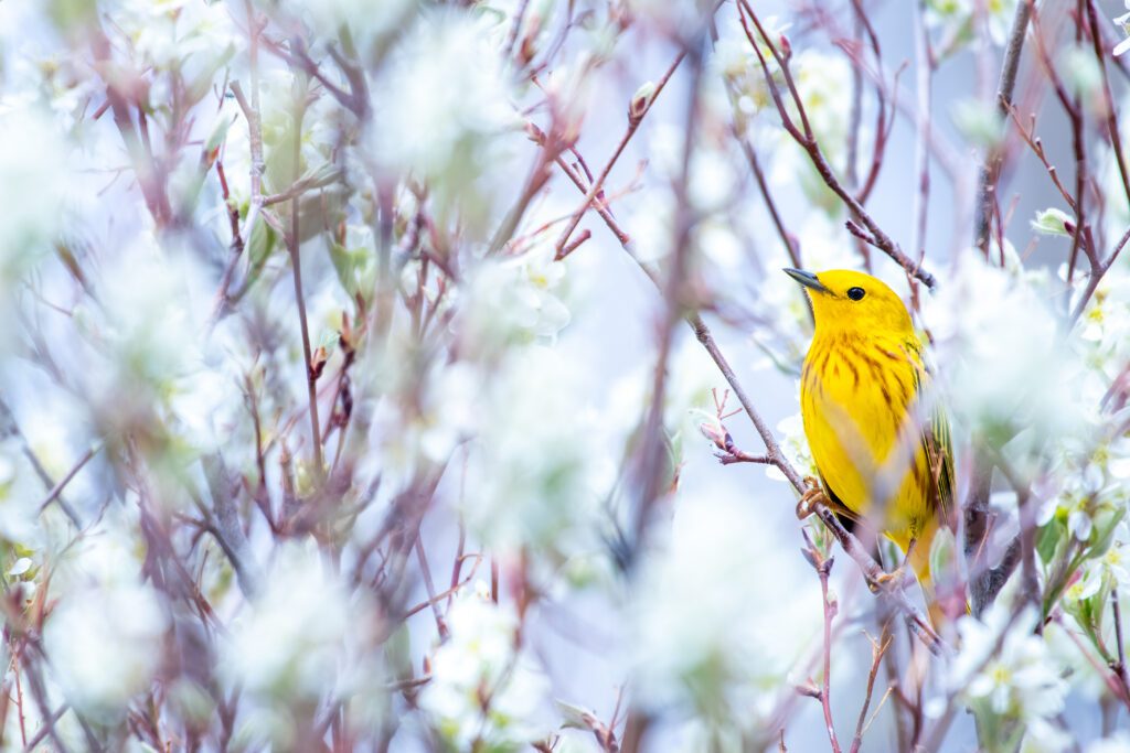 Yellow Warbler in Malheur NWR by Cody Clark