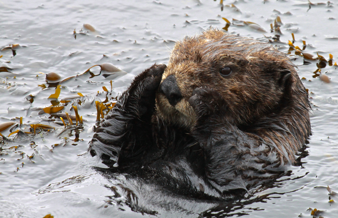 Sea otter by Lilian Carswell (USFWS)
