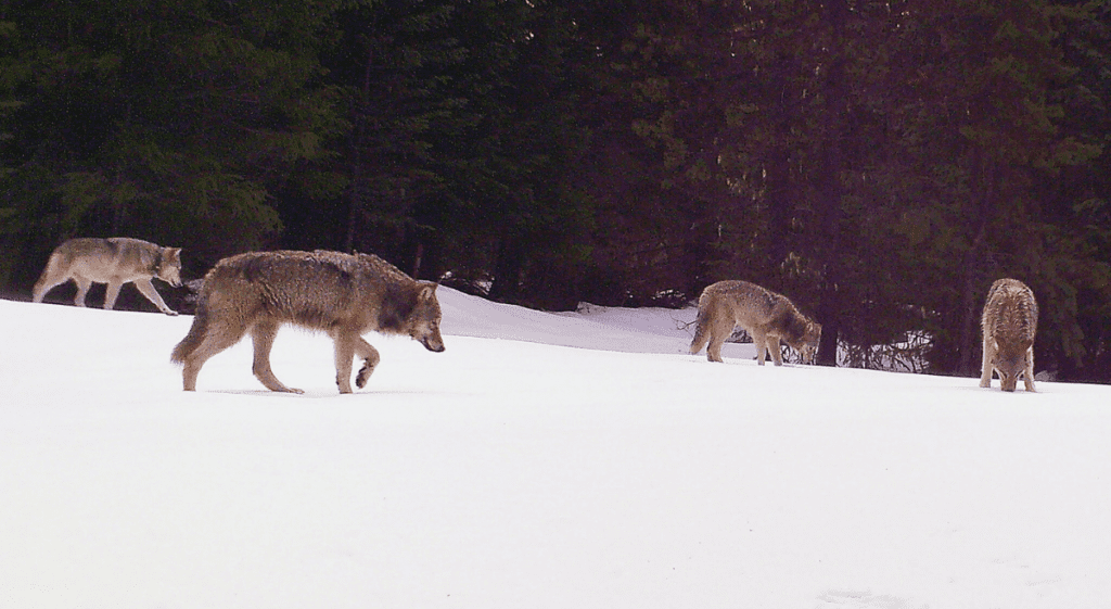 Analysis of the 2022 Wolf Report: Troubling Times for Oregon’s Wolves
