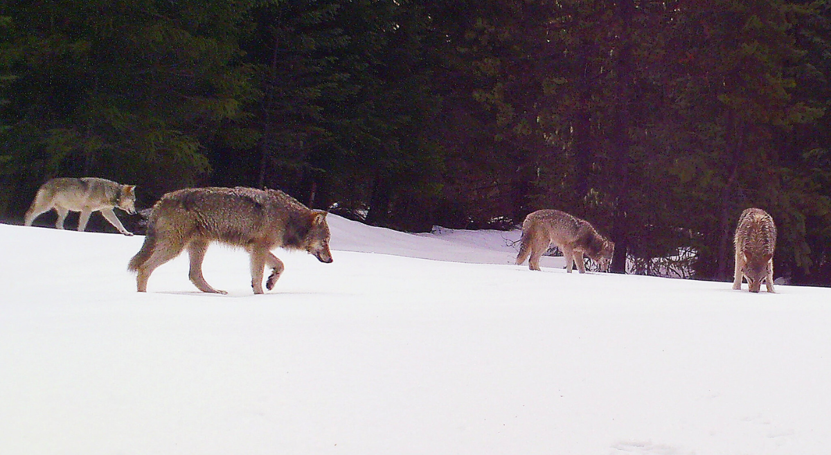Wolves in Oregon