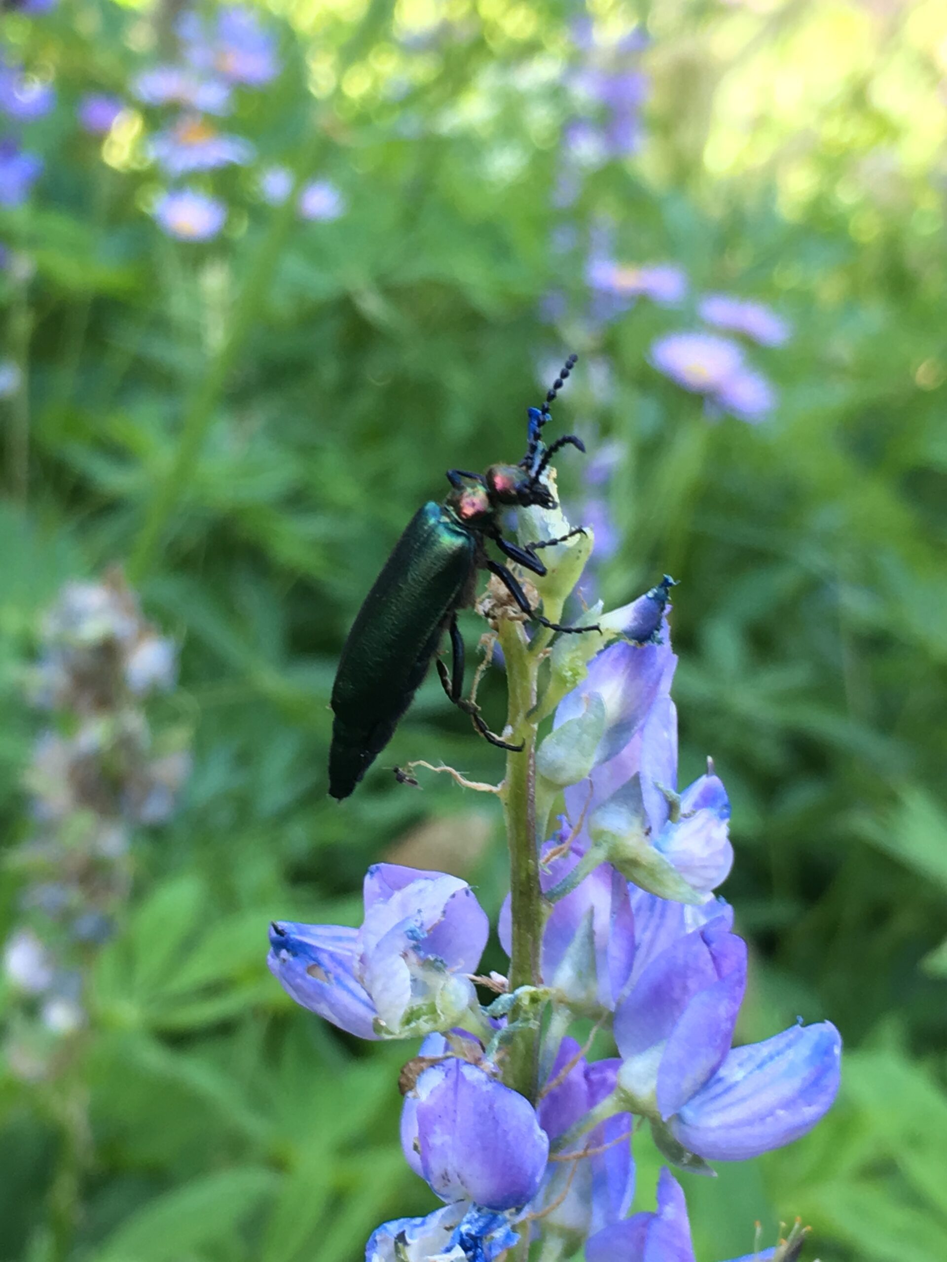 Beetle sitting on a flower in Oregon by Chandra LeGue