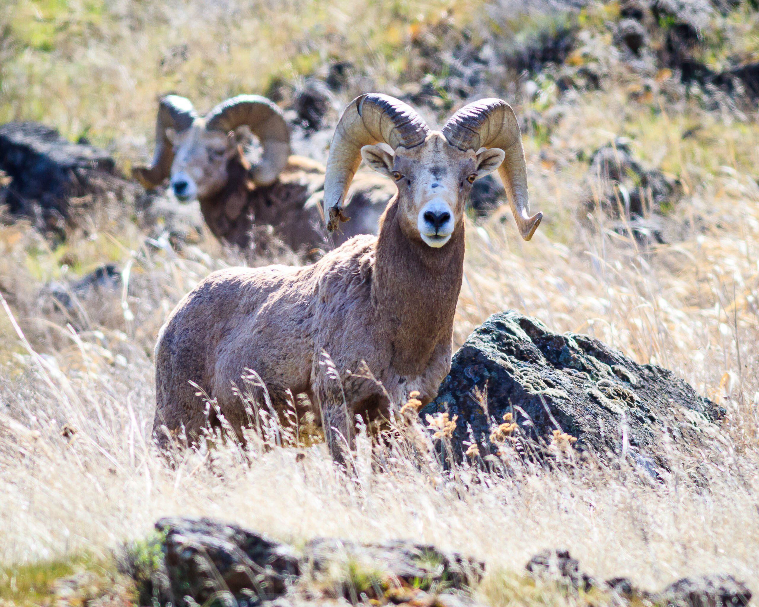 Bighorn Sheep in Philippie Canyon by Calley Lovett